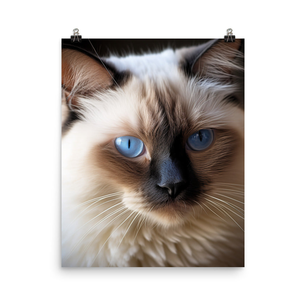 Birman Cat Photo paper poster - PosterfyAI.com