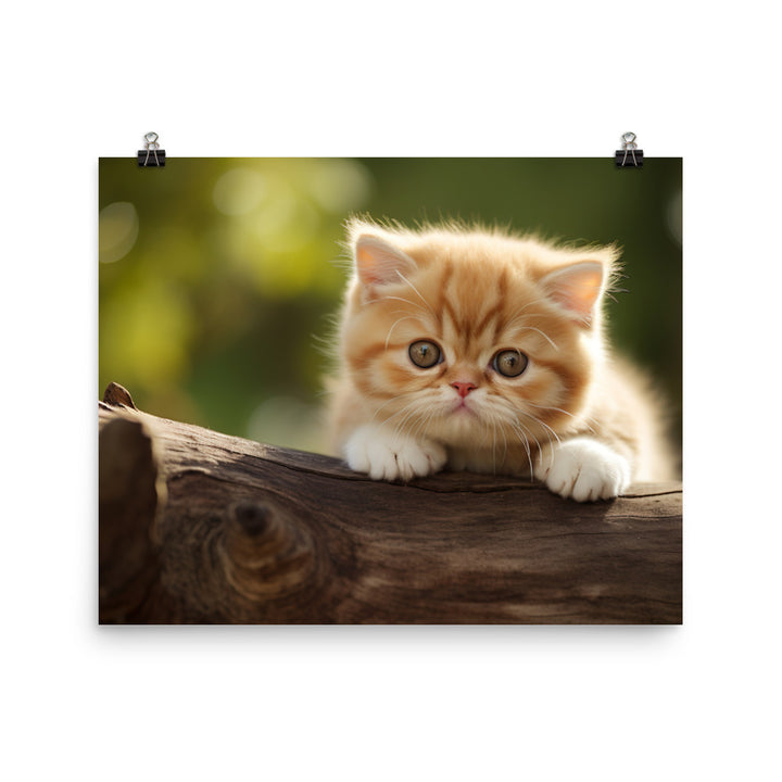 Exotic Shorthair Photo paper poster - PosterfyAI.com