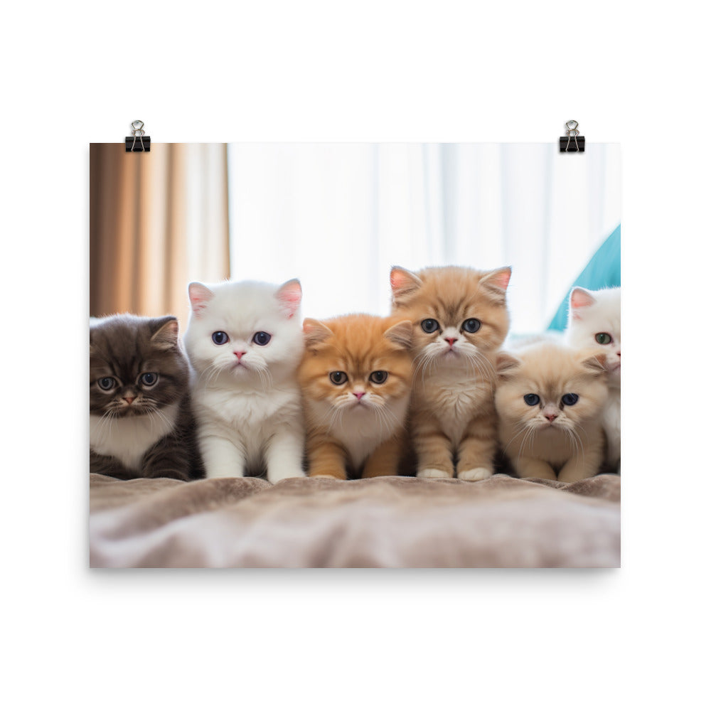 Exotic Shorthair Photo paper poster - PosterfyAI.com