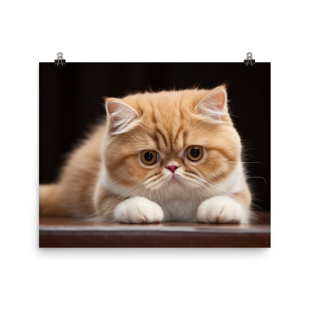 Exotic Shorthair Photo paper poster - PosterfyAI.com