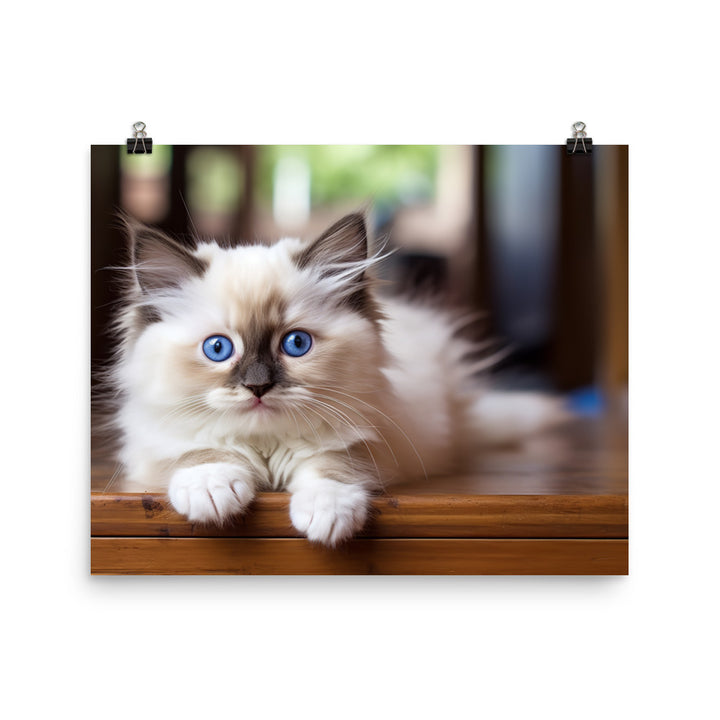 Ragdoll Photo paper poster - PosterfyAI.com