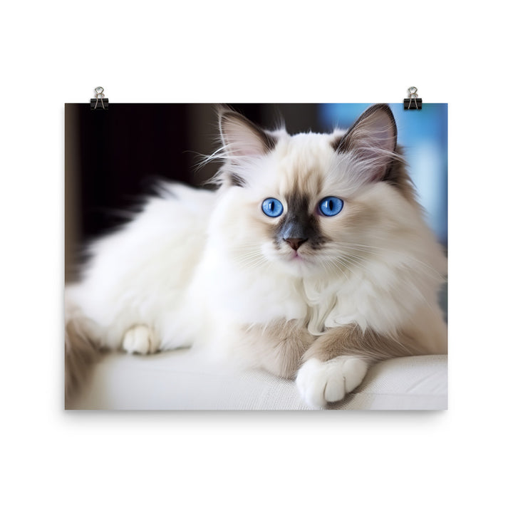 Ragdoll Photo paper poster - PosterfyAI.com