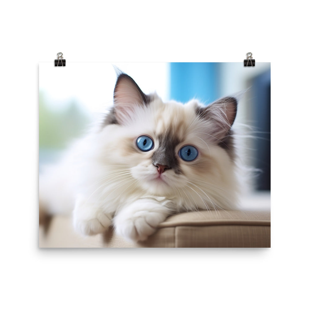 Ragdoll Photo paper poster - PosterfyAI.com