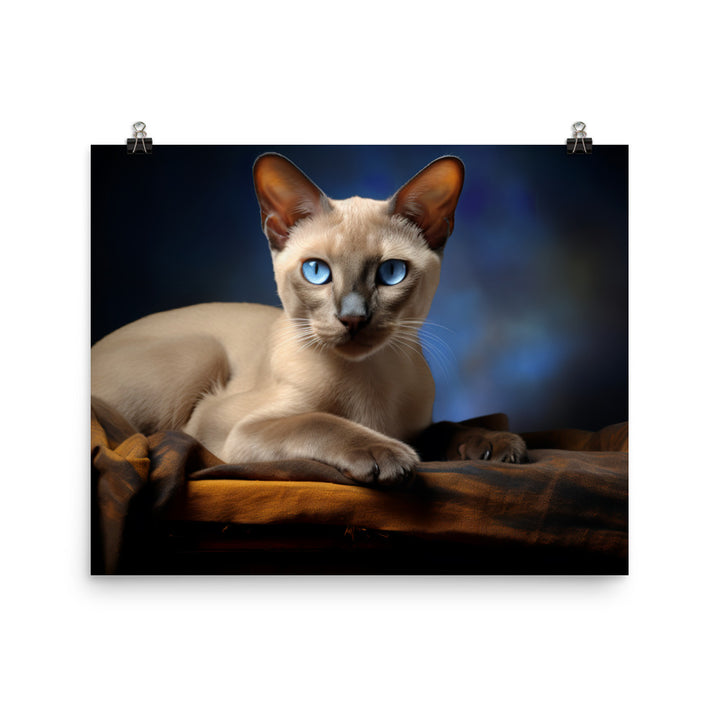 Tonkinese Photo paper poster - PosterfyAI.com