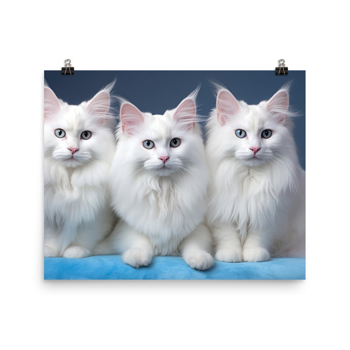 Turkish Angora Photo paper poster - PosterfyAI.com