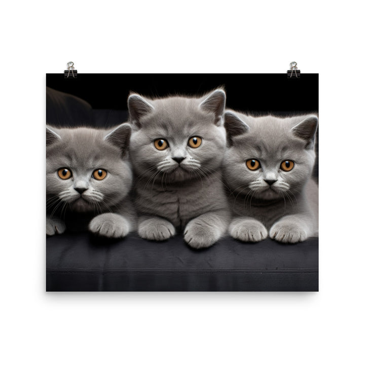 British Shorthair Photo paper poster - PosterfyAI.com