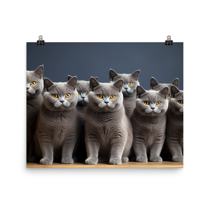 British Shorthair Photo paper poster - PosterfyAI.com