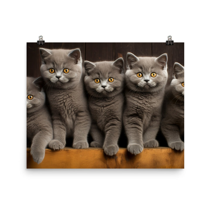 British Shorthair Photo paper poster - PosterfyAI.com