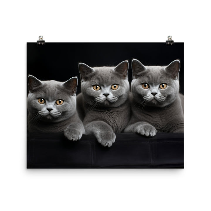 British Shorthair Photo paper poster - PosterfyAI.com