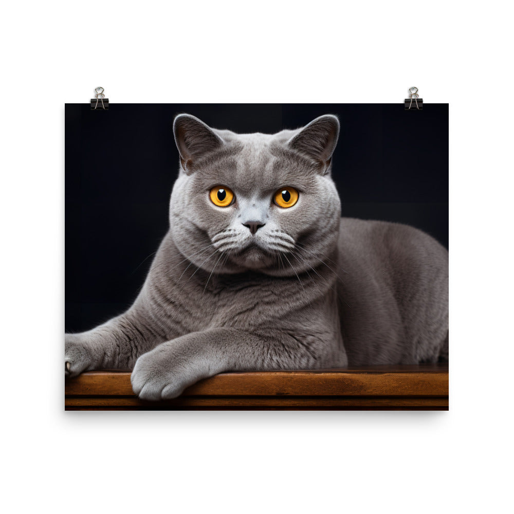 British Shorthair Photo paper poster - PosterfyAI.com