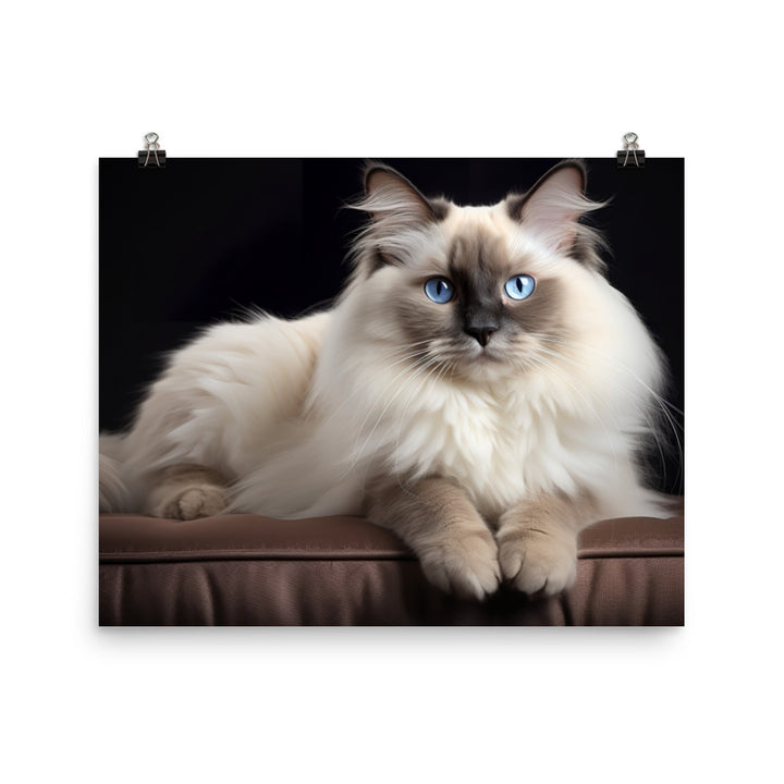 Birman Photo paper poster - PosterfyAI.com