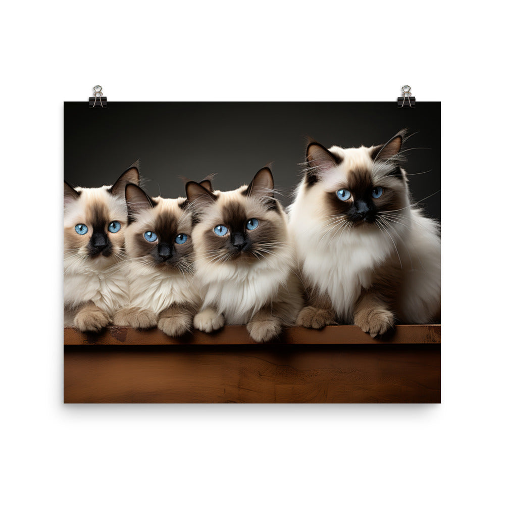 Birman Photo paper poster - PosterfyAI.com