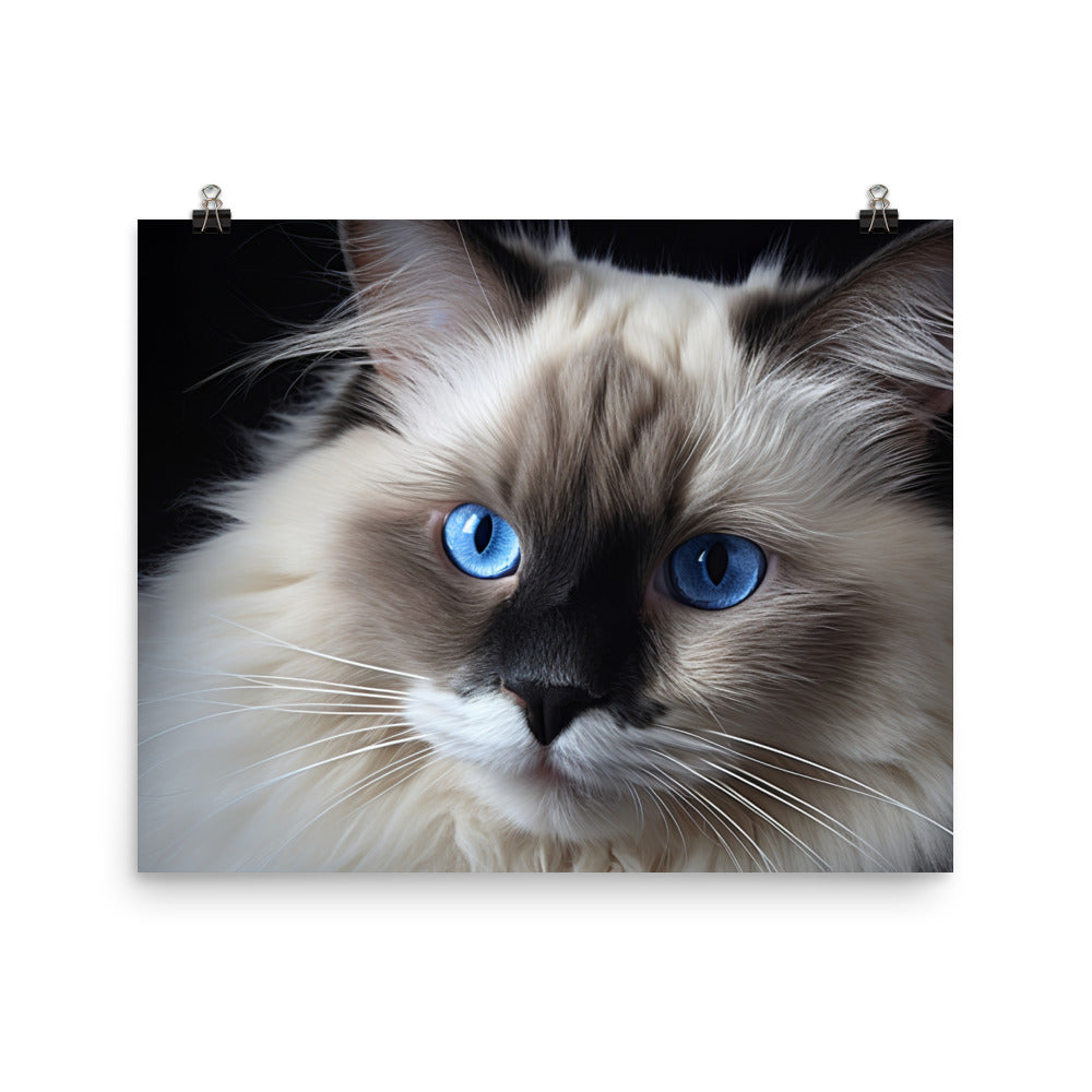 Birman Photo paper poster - PosterfyAI.com