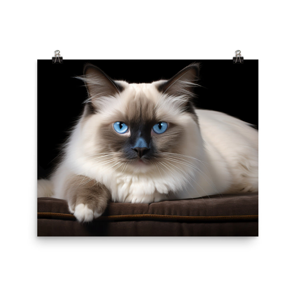 Birman Photo paper poster - PosterfyAI.com