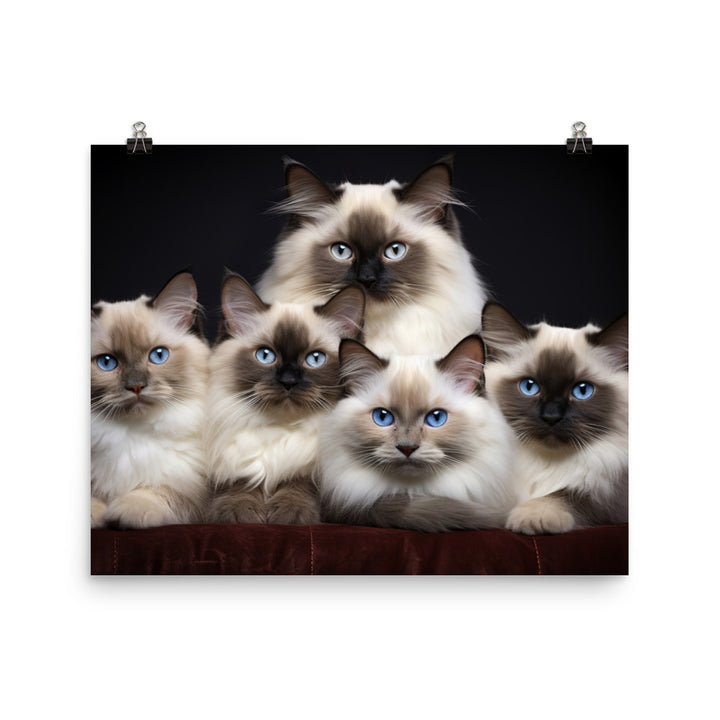 Birman Photo paper poster - PosterfyAI.com