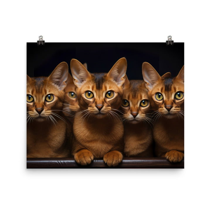 Abyssinian Photo paper poster - PosterfyAI.com