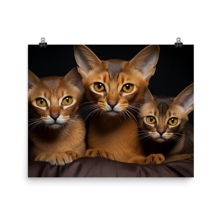 Abyssinian Photo paper poster - PosterfyAI.com