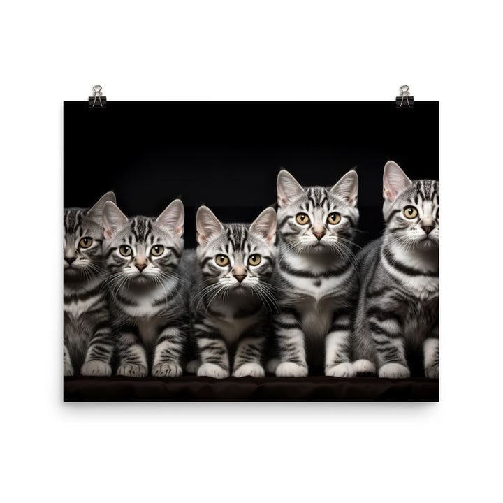 American Shorthair Photo paper poster - PosterfyAI.com