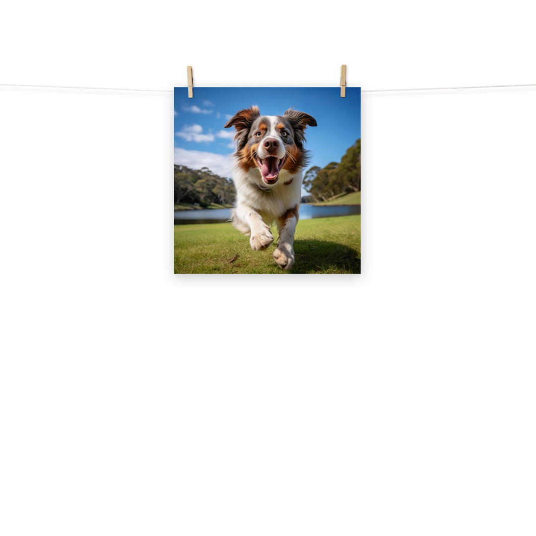 Australian Shepherd Photo paper poster - PosterfyAI.com