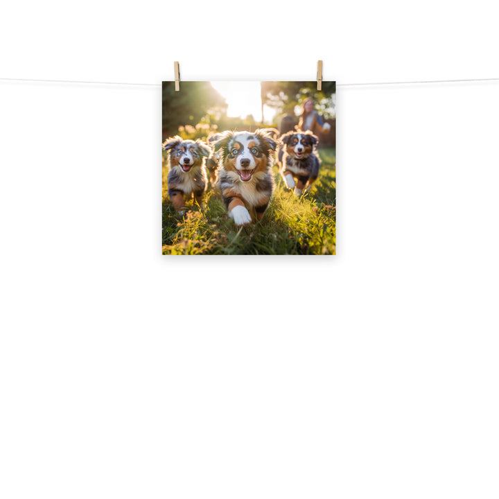 Australian Shepherd Photo paper poster - PosterfyAI.com