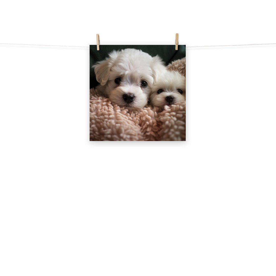 Bichon Frise Photo paper poster - PosterfyAI.com