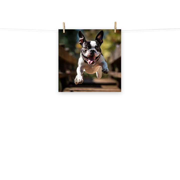 Boston Terrier Photo paper poster - PosterfyAI.com