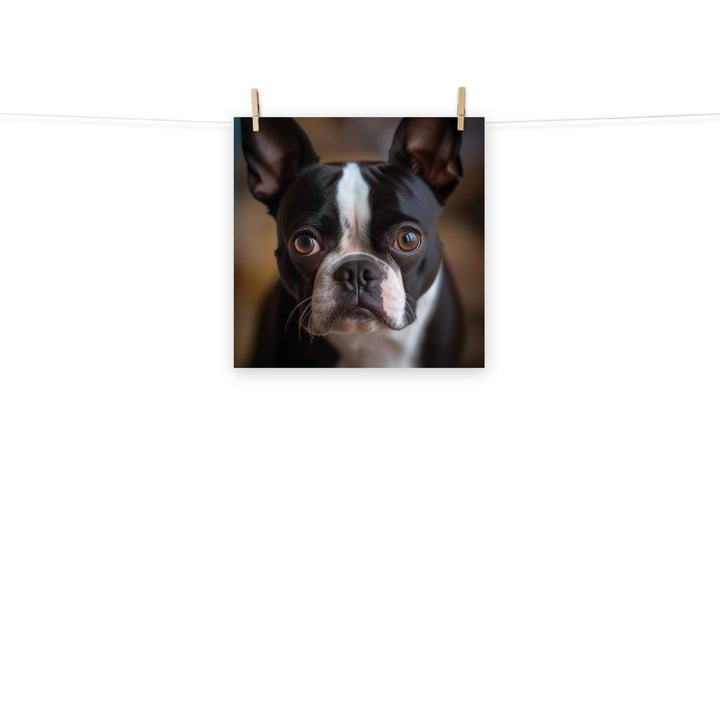 Boston Terrier Photo paper poster - PosterfyAI.com