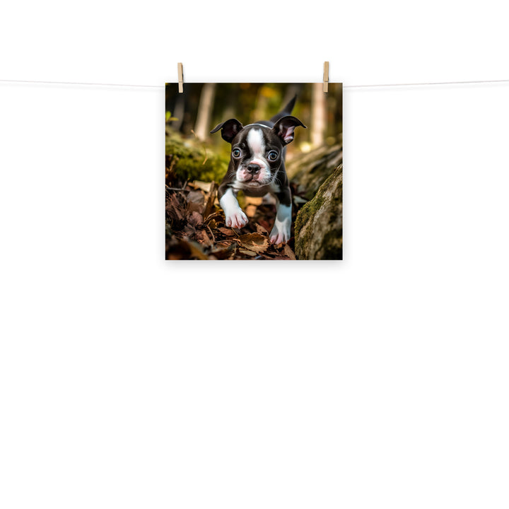 Boston Terrier Photo paper poster - PosterfyAI.com