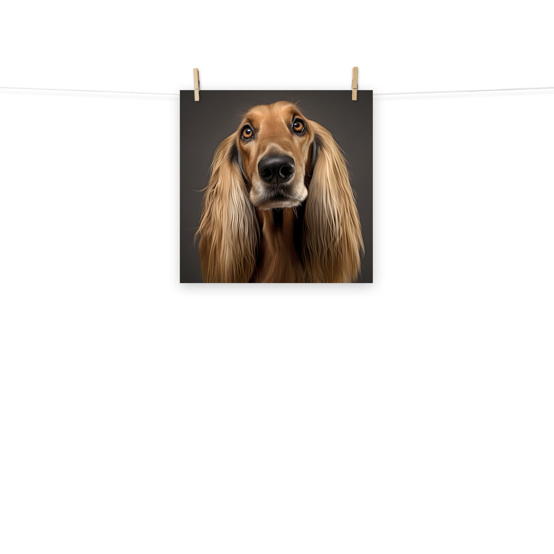 Afghan Hound Photo paper poster - PosterfyAI.com