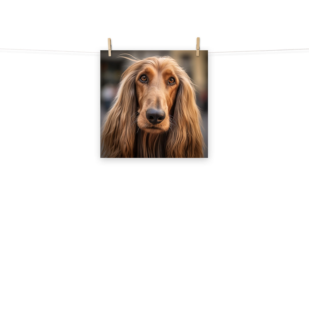 Afghan Hound Photo paper poster - PosterfyAI.com