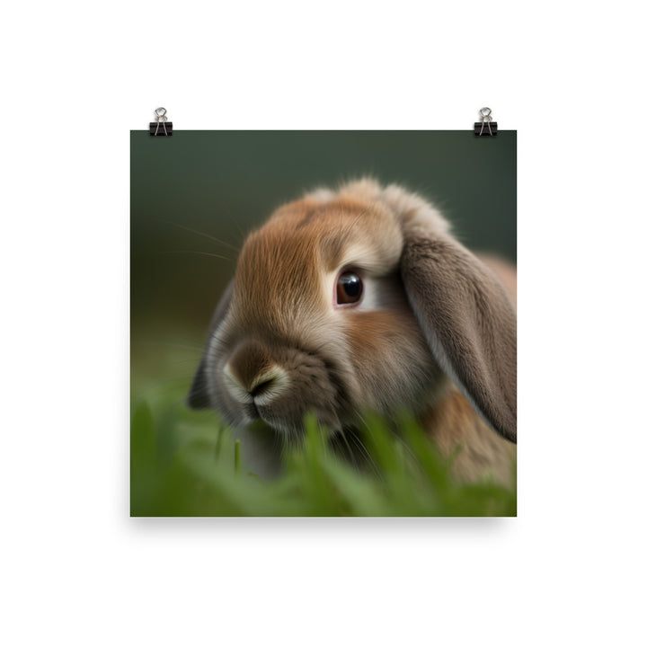 Holland Lop Photo paper poster - PosterfyAI.com