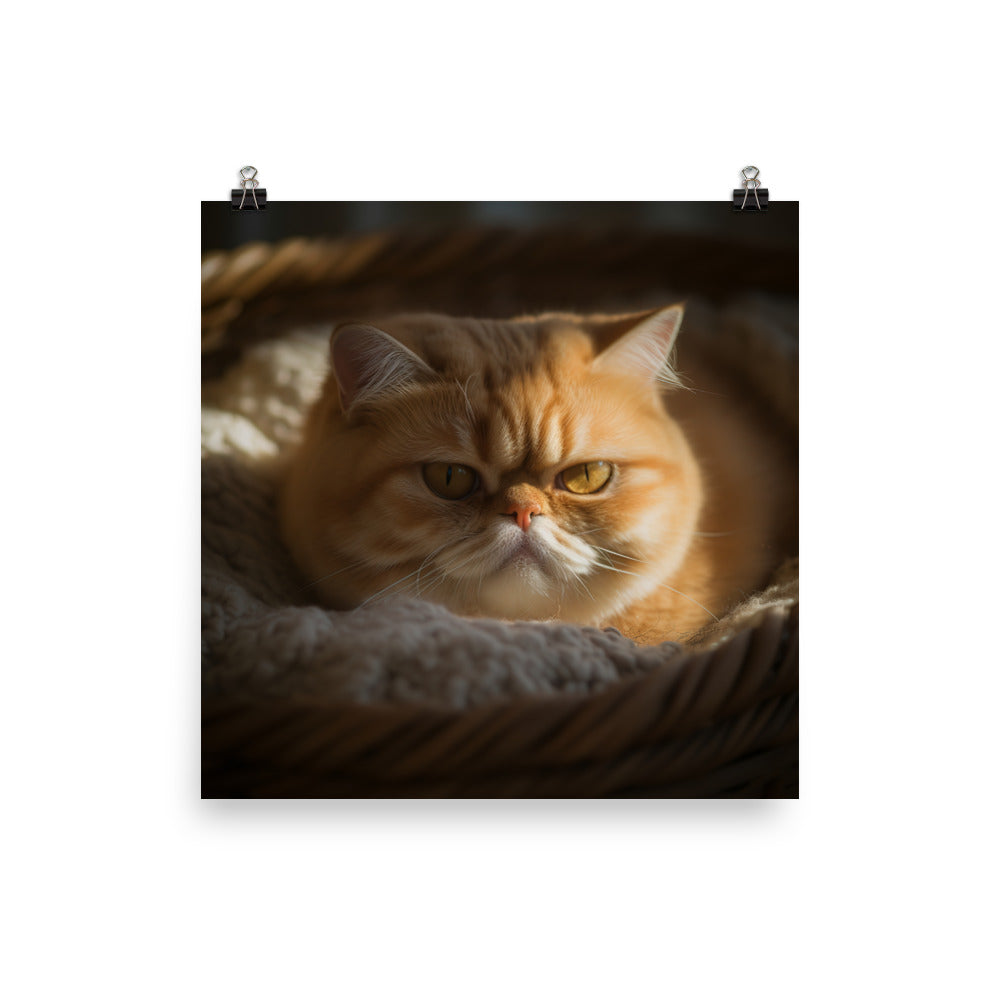 Exotic Shorthair Cat with Big Round Eyes Photo paper poster - PosterfyAI.com