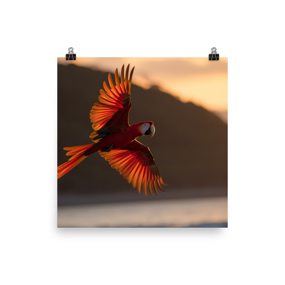Scarlet Macaw flying over a beach at sunset Photo paper poster - PosterfyAI.com