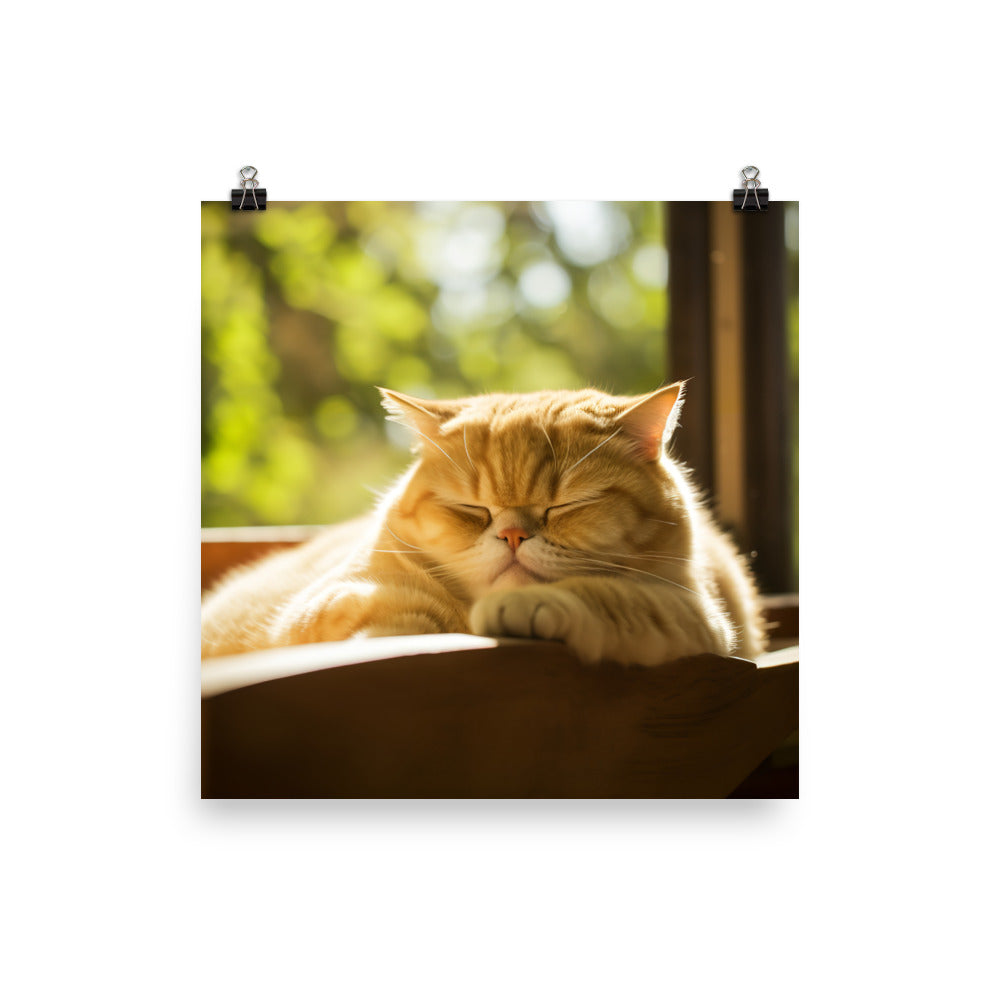 Exotic Shorthair Cat Napping Photo paper poster - PosterfyAI.com