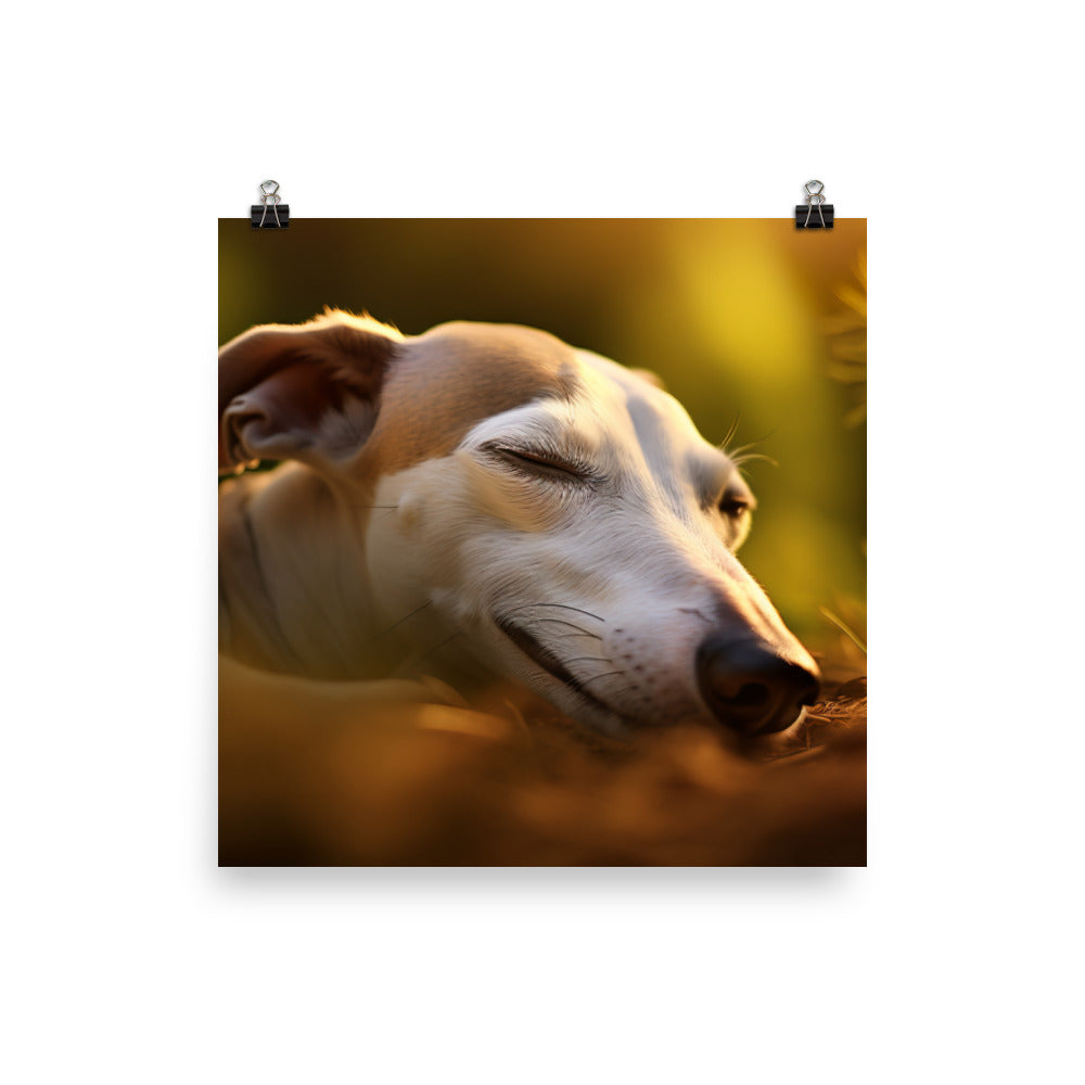 Whippet Beauty Sleep Photo paper poster - PosterfyAI.com