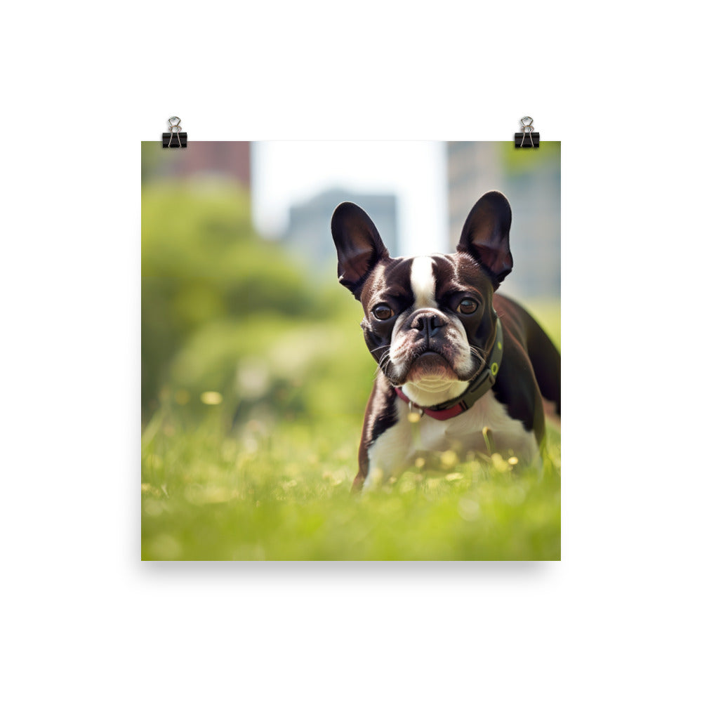 Spunky Boston Terrier in the Park Photo paper poster - PosterfyAI.com