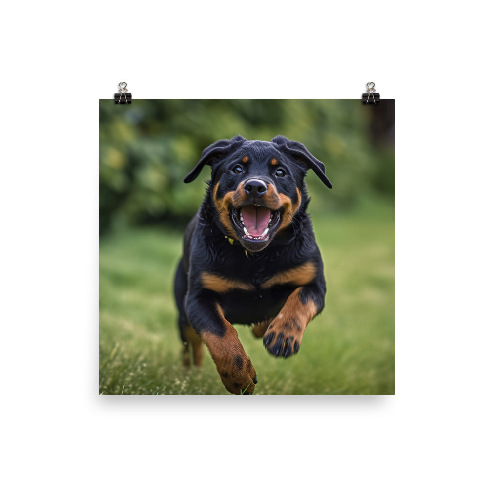 Rottweilers playful side in action Photo paper poster - PosterfyAI.com