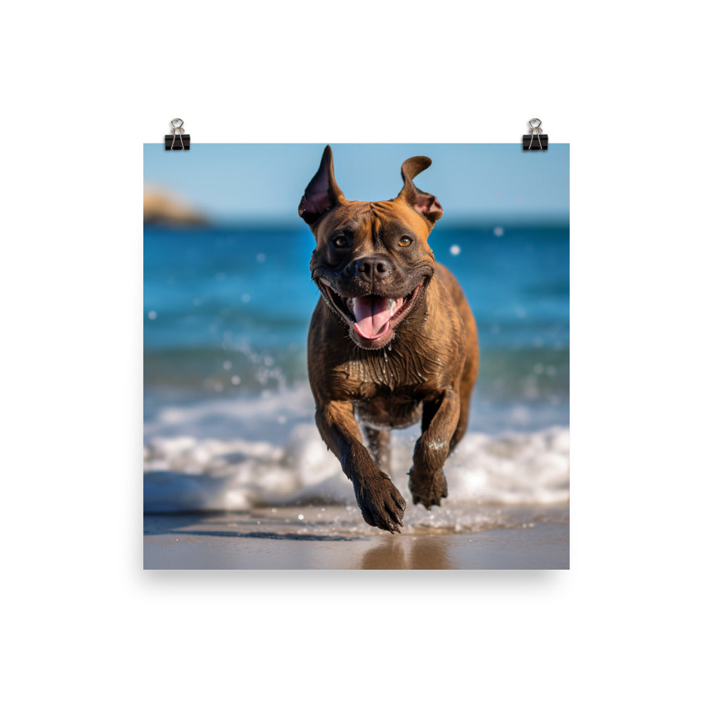 Playful American Staffordshire Terrier Photo paper poster - PosterfyAI.com