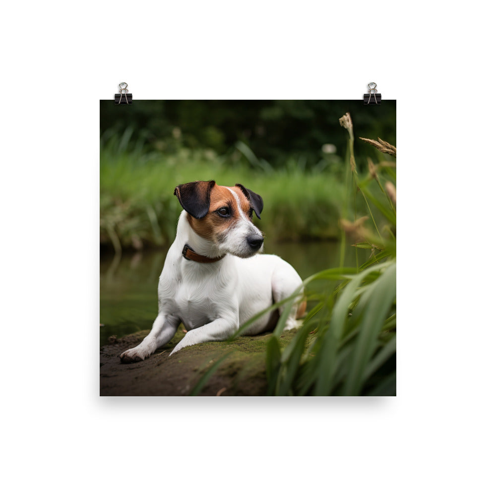 Loyal Jack Russell Terrier Photo paper poster - PosterfyAI.com