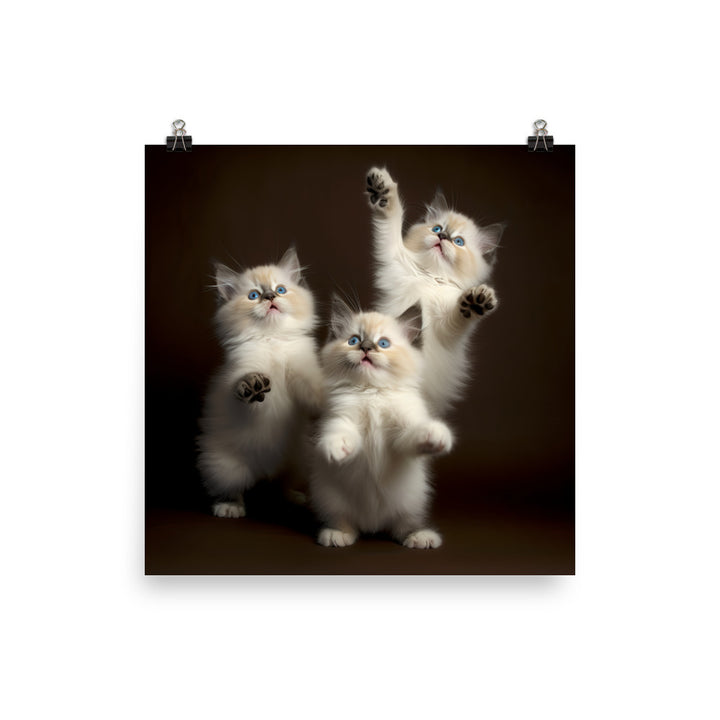 Ragdoll Kittens Photo paper poster - PosterfyAI.com