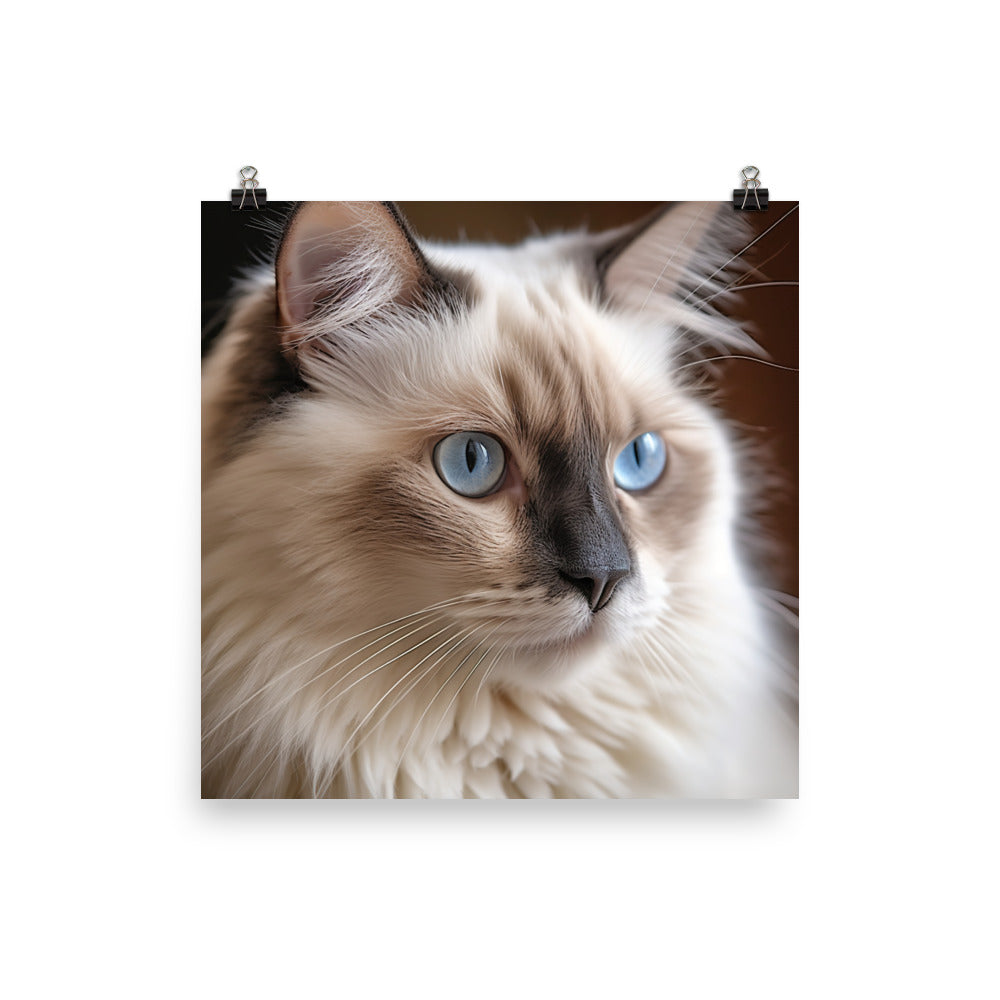 Gentle Nature of Ragdoll Cat Photo paper poster - PosterfyAI.com