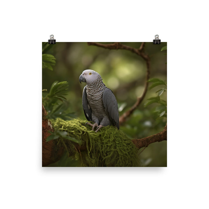 African Grey Parrot in Natural Habitat Photo paper poster - PosterfyAI.com