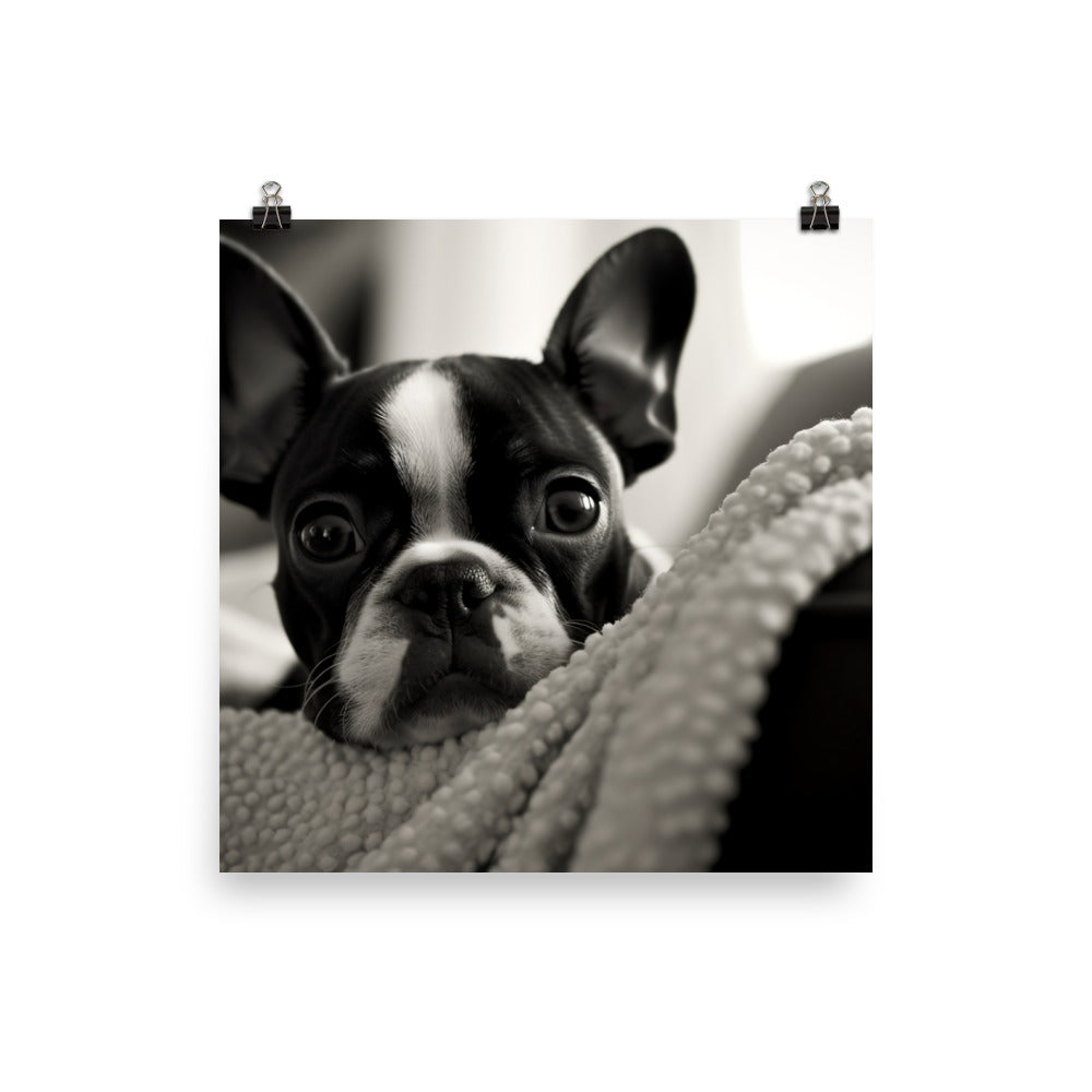 Boston Terrier Pup at Home Photo paper poster - PosterfyAI.com