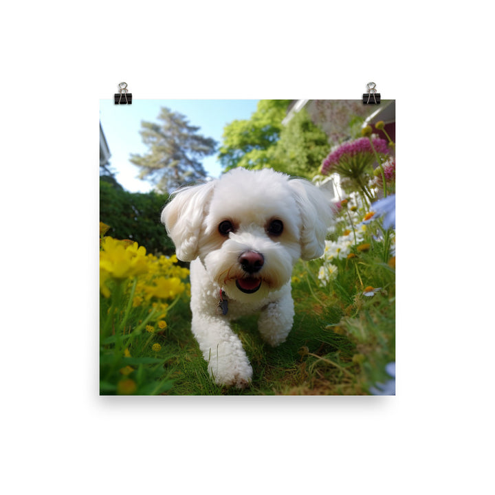 Bichon Frise in a Garden Photo paper poster - PosterfyAI.com