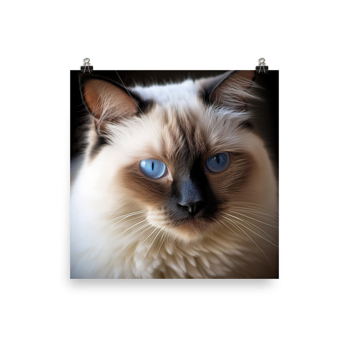 Birman Cat Photo paper poster - PosterfyAI.com