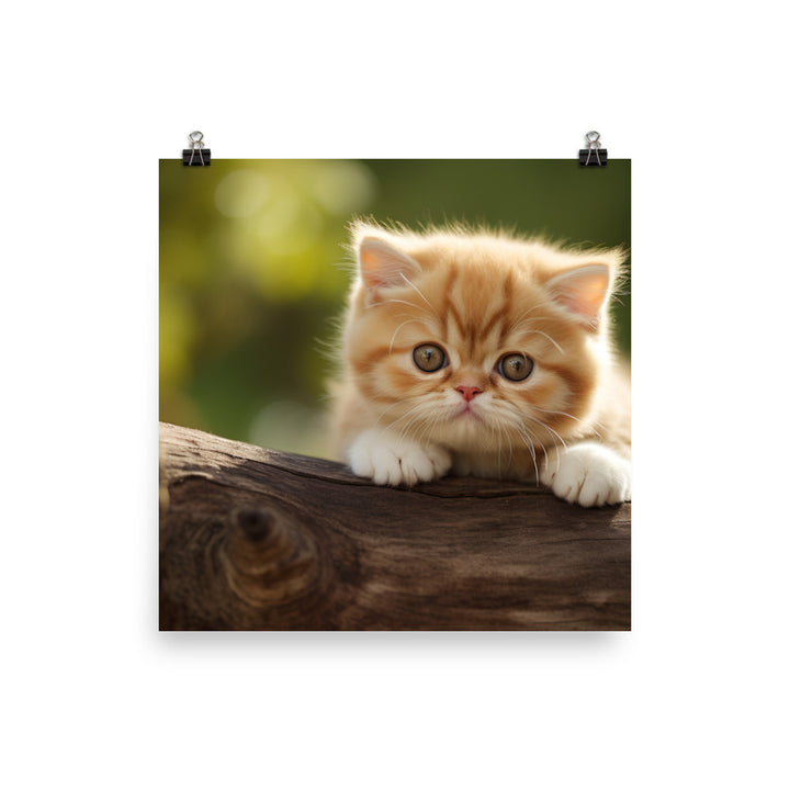 Exotic Shorthair Photo paper poster - PosterfyAI.com