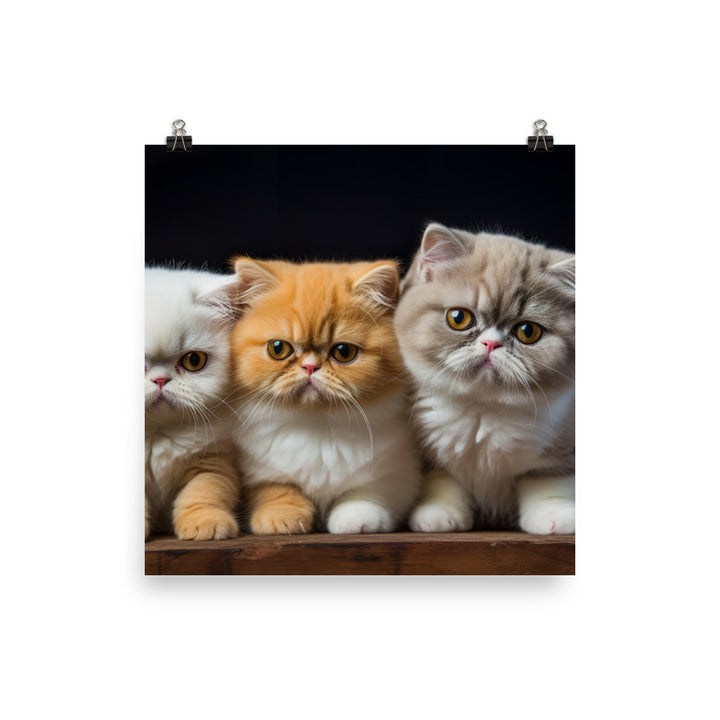 Exotic Shorthair Photo paper poster - PosterfyAI.com