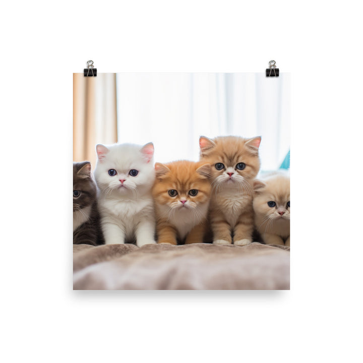 Exotic Shorthair Photo paper poster - PosterfyAI.com