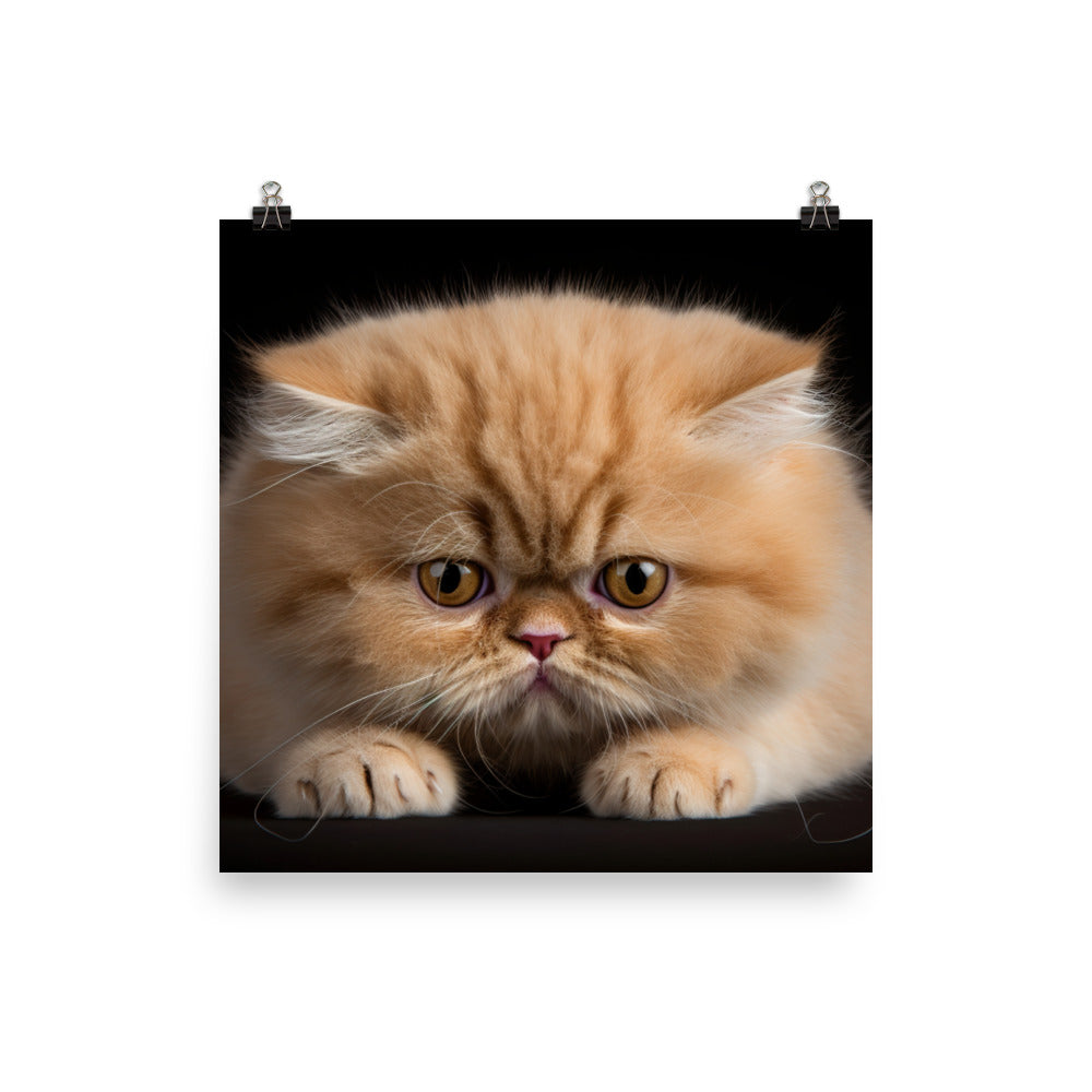 Exotic Shorthair Photo paper poster - PosterfyAI.com