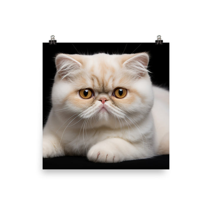 Exotic Shorthair Photo paper poster - PosterfyAI.com